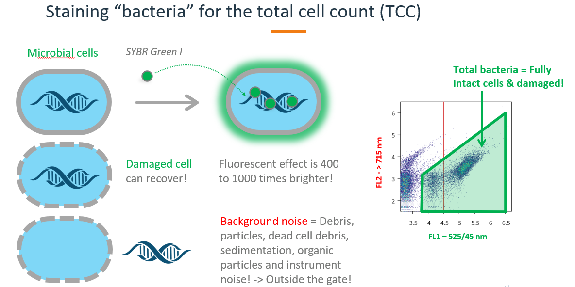 tcc