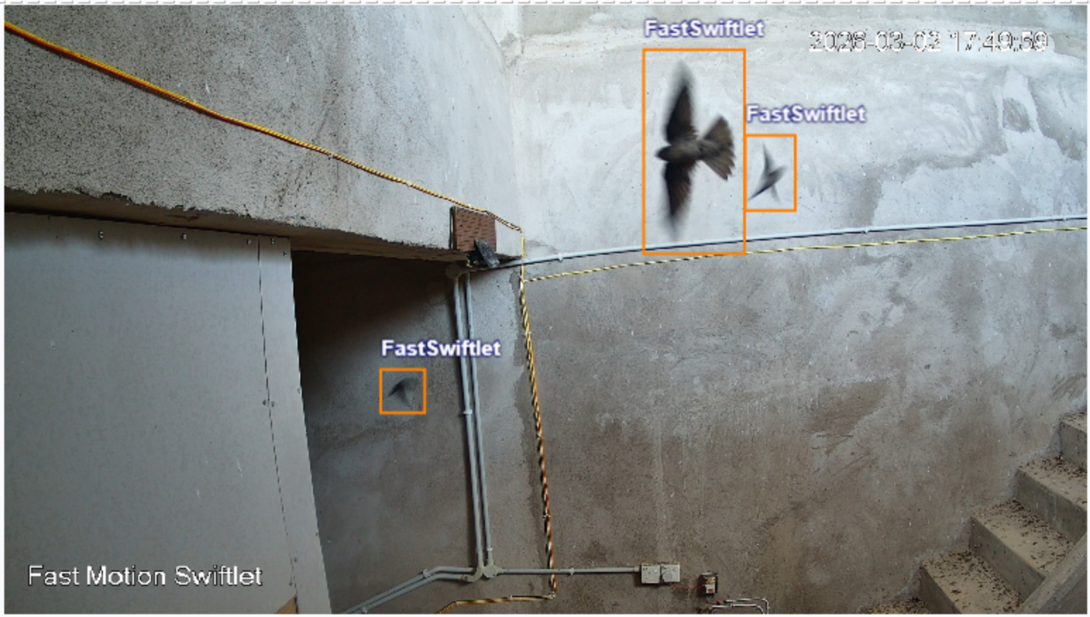 Swiftlet Activity Monitoring
